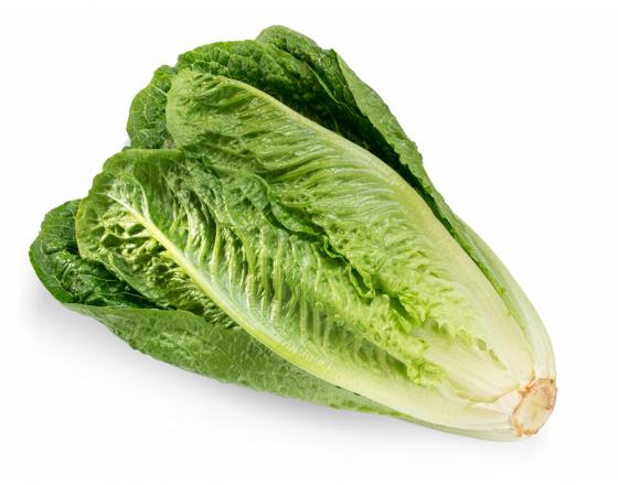 Lettuce Romaine