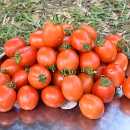 Tomato Diamante